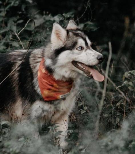 Dog Apparel